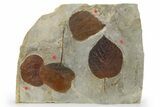 Plate with Four Fossil Leaves (Two Species) - Montana #269455-1
